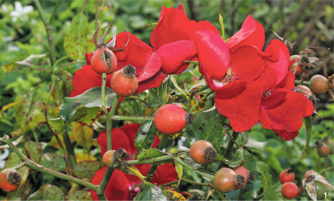 Im Oktober leuchten bei der Kleinstrauchrose Apache runde Hagebutten neben blutroten Bl�ten.