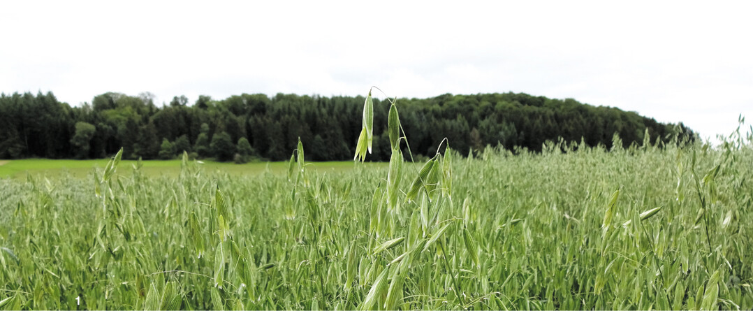 Die Spelzen des Nackthafers l�sen sich beim Dreschen.