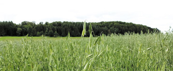 Die Spelzen des Nackthafers l�sen sich beim Dreschen.