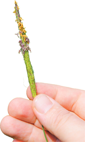 Eine Saat bei Nacht verringert die Keimungsraten von Ackerfuchsschwanz.