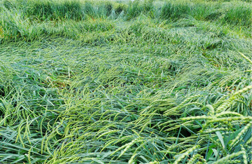 In diesem Jahr gingen viele Dinkelbest�nde stark ins Lager, wie hier am Standort Tailfingen.