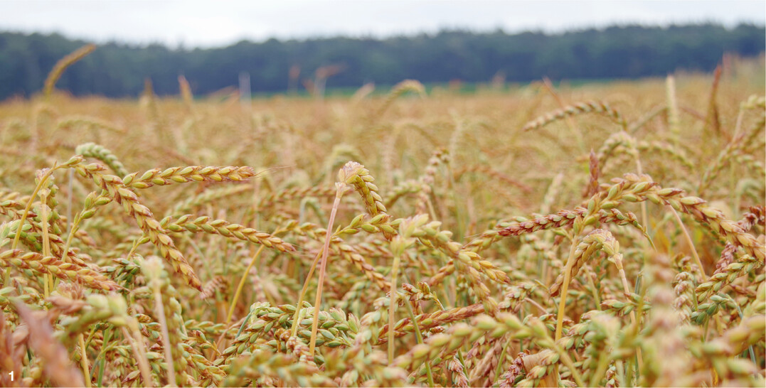 Dinkel hat in Baden-W�rttemberg inzwischen eine h�here Anbaubedeutung als Winterweizen.