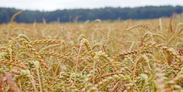 Dinkel hat in Baden-W�rttemberg inzwischen eine h�here Anbaubedeutung als Winterweizen.