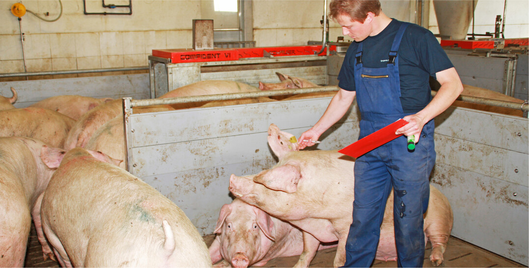 Gute Fruchtbarkeit bei den Zuchtsauen ist zuallererst gutes Handwerk. Erfolgreiche Ferkelerzeuger k�mmern sich intensiv um ihre Tiere und �berlassen nichts dem Zufall.