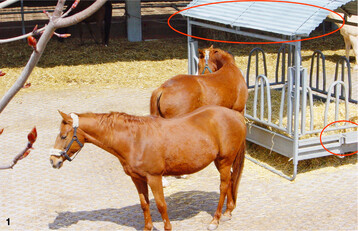 Im täglichen Stallalltag sind Heuraufen praktische Helfer, besonders in der Gruppenhaltung. Scharfe Kanten oder zu große Abstände können sie jedoch gefährlich werden lassen