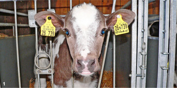 Gesunde Kälber sind neugierig und aufmerksam.