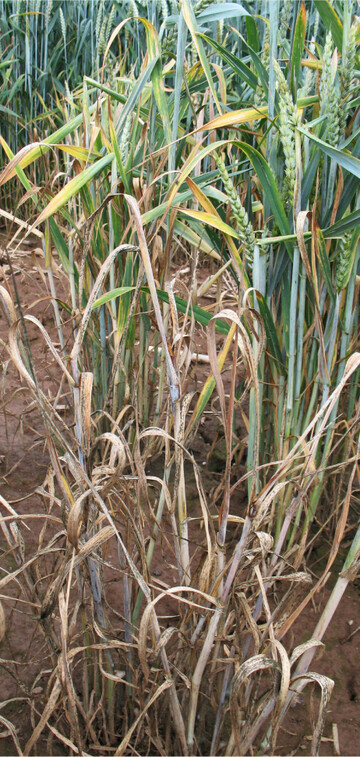 Verzwergungsvirus an Weizen. �bertr�ger ist die Zwergzikade Psammotetix alienus.