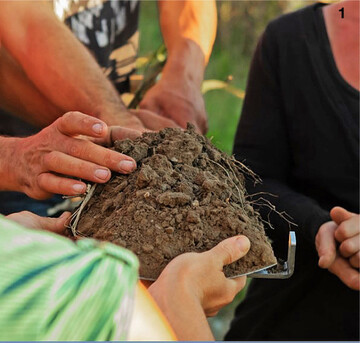 Spatendiagnose in der Ackerbohne: Bewertung des Gef�gezustands.