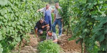 Mithilfe einer Profilgrabung k�nnen m�gliche Ursachen f�r eine Wuchsdeprssion ermittelt werden.