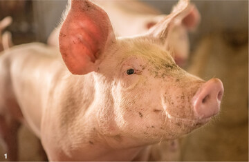 Die Afrikanische Schweinepest (ASP) ist f�r Schweine t�dlich. Umso wichtiger ist es, die Tiere vor dem Eintrag der hochansteckenden Seuche zu sch�tzen.