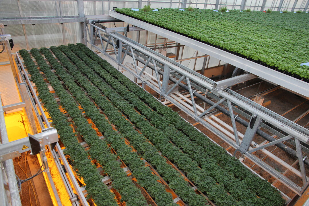 Über einen Aufzug im mittleren Bereich gelangen Tische mit verkaufsfertigen Kräutern wieder nach unten.