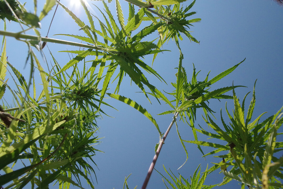 Dieses Foto zeigt keine Palmen, sondern �lhanf in der N�he von Ravensburg.