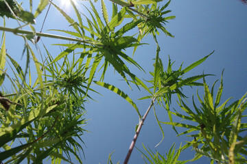 Dieses Foto zeigt keine Palmen, sondern �lhanf in der N�he von Ravensburg.