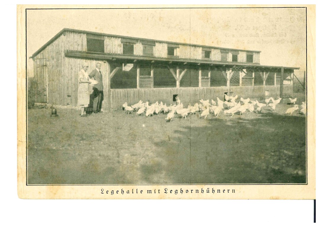 Kitzingen 1934: Legehalle mit Leghornh�hnern. 