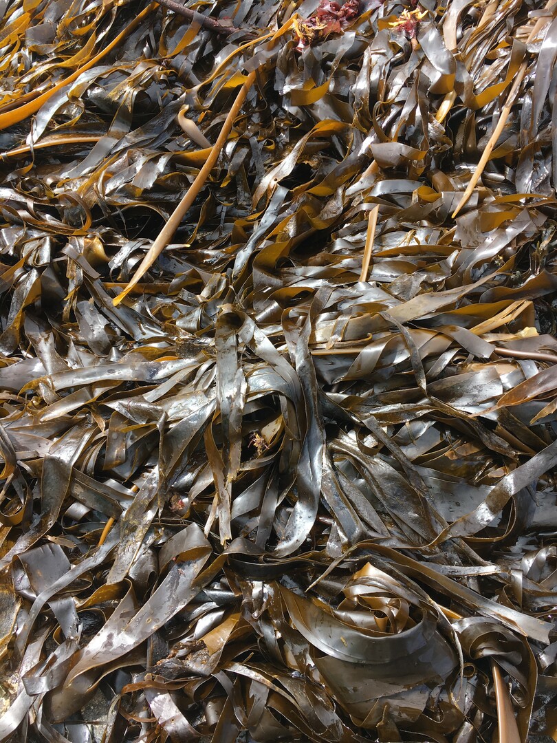 Zu den am häufigsten in Biostimulanzien genutzten Algen gehört auch der Fingertang (Laminaria digitata).