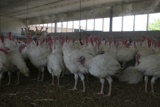 Luft befeuchten durch Sprühkühlung senkt die Temperatur im Stall.