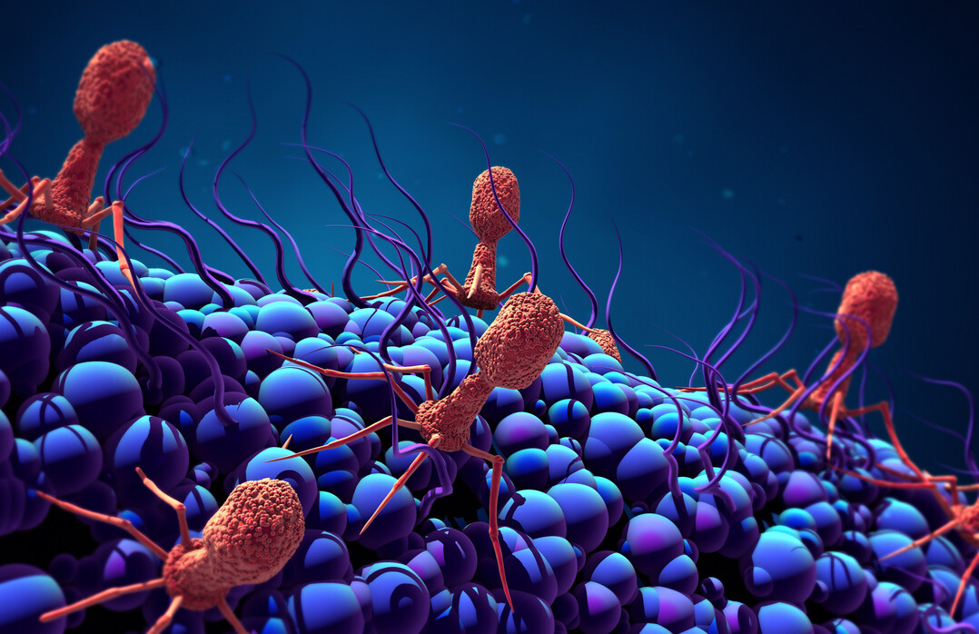 Bakteriophagen, oder einfach Phagen genannt, sind Viren, die Bakterien infizieren und sich in ihnen vermehren.