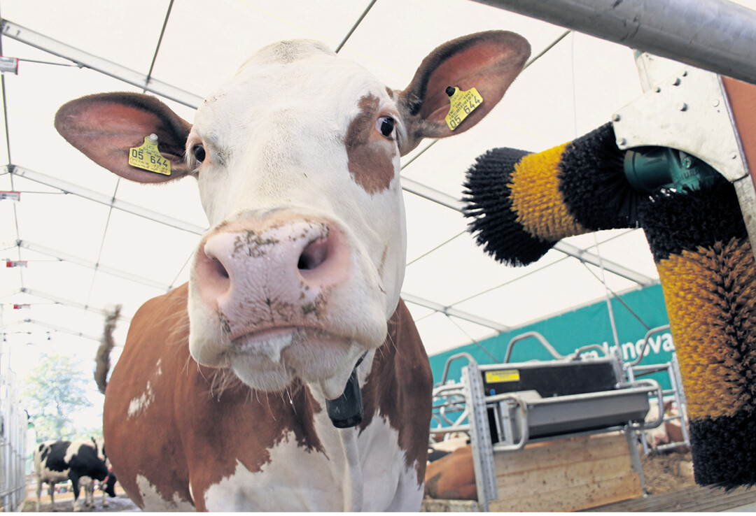 Mit allen Finessen f�r Komfort und Wohlbefinden: Der Innovationsstall wartet mit Melkroboter, Spaltenroboter, F�tterungsautomat, nicht zuletzt mit einer Kuhb�rste f�r die Wiederk�uer auf.