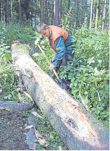 Um den Markt nicht zu belasten, sollte vorrangig K�ferholz aufgearbeitet werden. Erst danach ist der Frischholzeinschlag ein Thema.