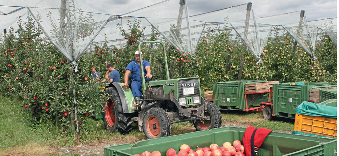 In der Region Bodensee-Oberschwaben betreiben 1105 Betriebe auf insgesamt 6806 ha Obstbau mit rund 18,3 Millionen Obstb�umen.
