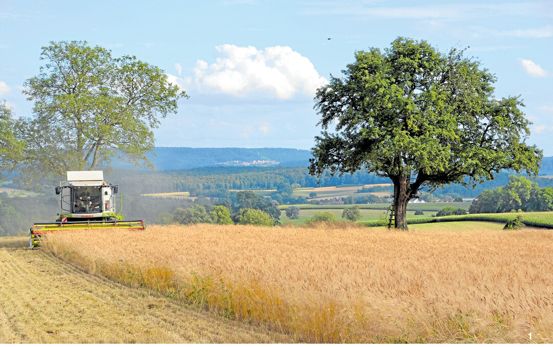 Ernte von Einkorn bei Bahnbr�cken im Kraichgau.