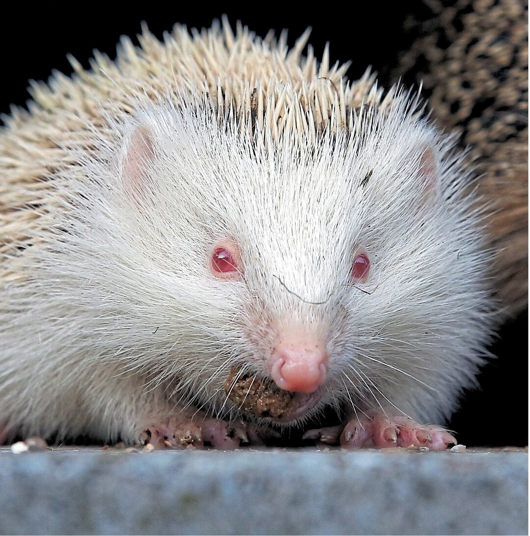 Ein Albino-Igel, ein wei�er Igel mit roten Augen und hellen Stacheln, sa� am 11. September neben seiner Mutter in einem Garten in Binzwangen und suchte nach Futter. Die Wei�f�rbung wird durch einen Pigmentmangel verursacht und kommt in der Natur recht selten vor.