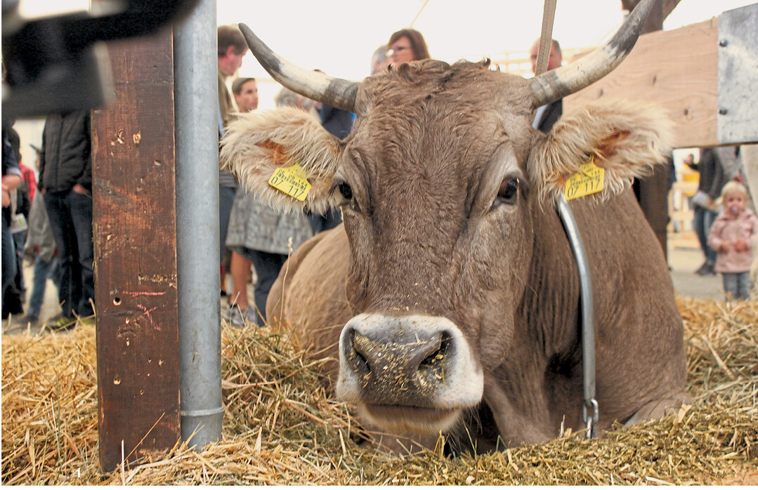 Im Innovationsstall mit Melk- und Spaltenroboter, F�tterungsautomat sowie Kuhb�rste wird die moderne Milchviehhaltung gezeigt. Diese Kuh genie�t es, diesem Rummel im Tierzelt zu entgehen.