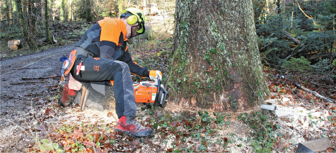 Weil ein z�gerlicher Umgang mit Nadelstarkholzbest�nden durchschnittlicher Holzqualit�ten zu deutlichen Einbu�en der Wertleistung f�hrt, ist eine konsequente Nutzung solcher Best�nde f�r ertragsorientierte Forstbetriebe eine zwingende Notwendigkeit.