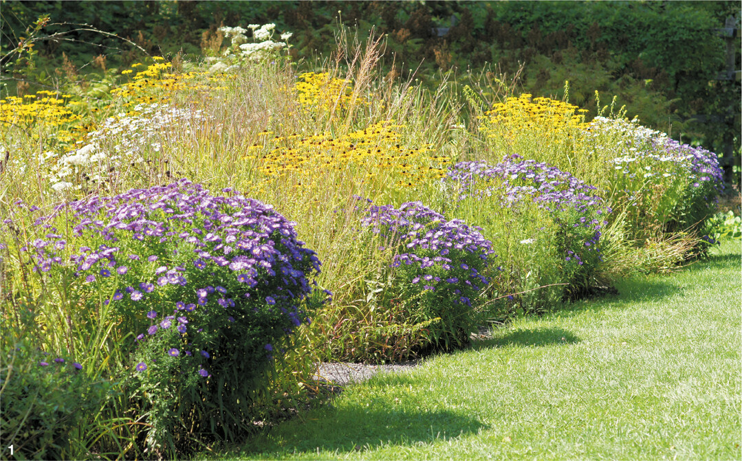 Astern lassen sich gut mit Sonnenhut kombinieren.