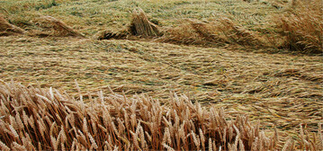 Schw�chen in der Standfestigkeit zeigte unter anderem die Winterweizensorte Effendi.