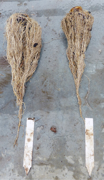 Der Einfluss von Biostimulanzien muss bei definierten Merkmalen nachweisbar sein, beispielsweise an der L�nge oder Masse von Wurzeln.