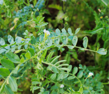 Vor allem z�hlt beim Anbau von Kichererbsen die Keimf�higkeit des Saatgutes, die stark schwankt. Daher sollte vor der Saat unbedingt eine Keimprobe durchgef�hrt werden.