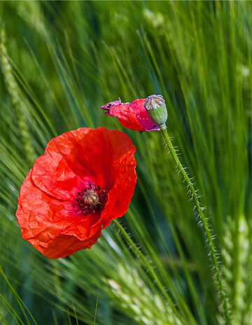 Klatschmohn fällt vor allem durch seine markant rote Blüte auf.