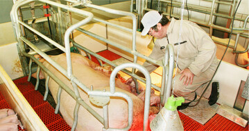 Damit Sauen gesund bleiben, ist es wichtig, sie mit ausreichend und qualitativ hochwertigem Futter zu versorgen. Das senkt die Umrauscherrate und fördert ausgeglichene Würfe.