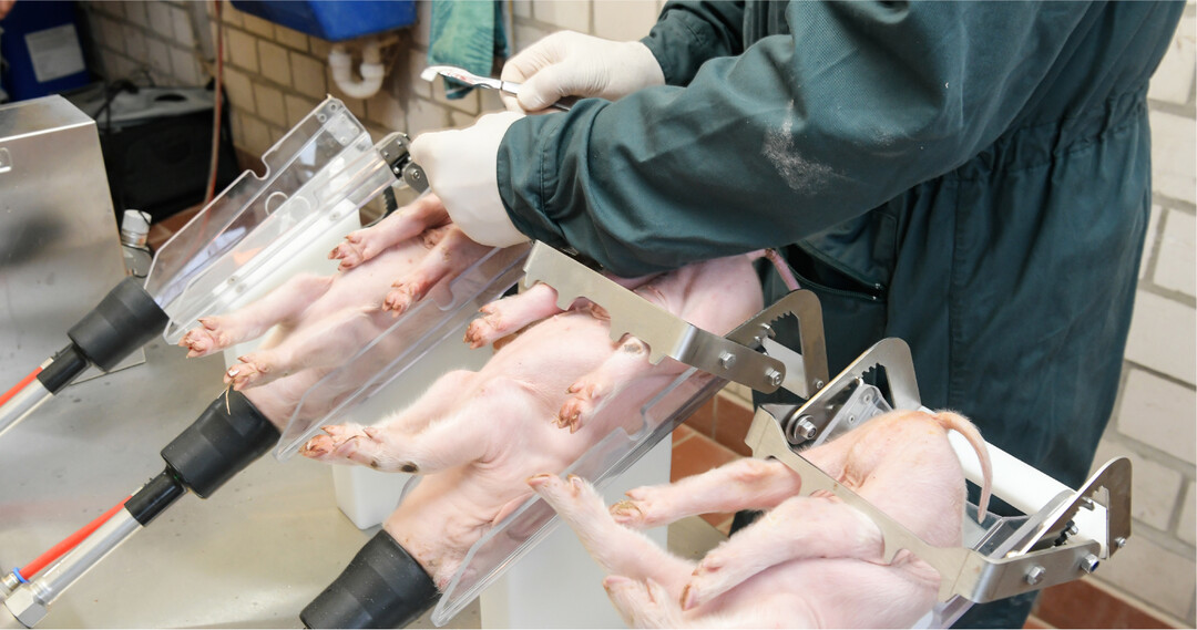 Wollen Landwirte ihre Eberferkel weiterhin selbst kastrieren, bleibt seit Januar 2021 nur das Verfahren der Isoflurannarkose. Die Anforderungen an den daf�r geforderten Sachkundenachweis sind erwartbar hoch.