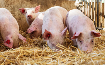 Für Schweine, die in Tierwohlprogrammen gehalten werden, sind strukturierte Buchten mit eingestreuten Bereichen erforderlich.