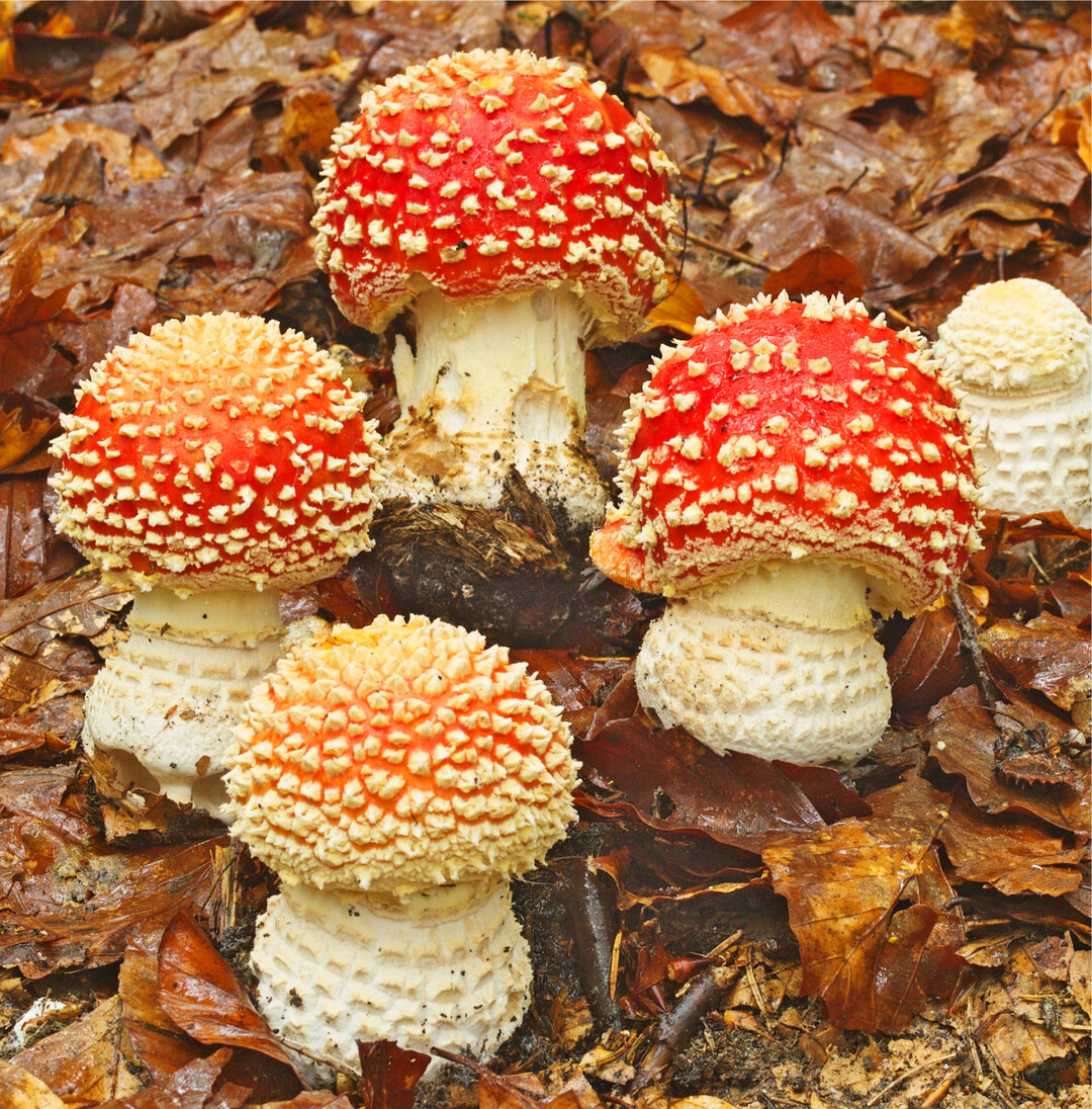 Die Deutsche Gesellschaft f�r Mykologie (DGfM) hat den Fliegenpilz zum Pilz des Jahres 2022" gek�rt. Der Fliegenpilz lebt mit vielen Baumarten zusammen und ist daher weit verbreitet. Dar�ber hinaus kann er sich auch in vom Menschen gepr�gten Forsten, Parkanlagen und G�rten relativ schnell wieder ansiedeln. Doch wo die g�rtnerische Pflege mit D�nger, Fertigrasen und M�hroboter �berhand nimmt, f�llt es dem Fliegenpilz schwer zu �berleben. Um die aktuelle Bestandsituation bewerten zu k�nnen, hat die DGfM eine bundesweite Meldeaktion gestartet. Hierzu m�ssen lediglich ein Foto und die Standortangabe mit Funddatum �ber ein Online-Formular �bermittelt werden. Unter allen Meldern werden 100 Preise verlost. Mehr unter www.dgfm-ev.de.�