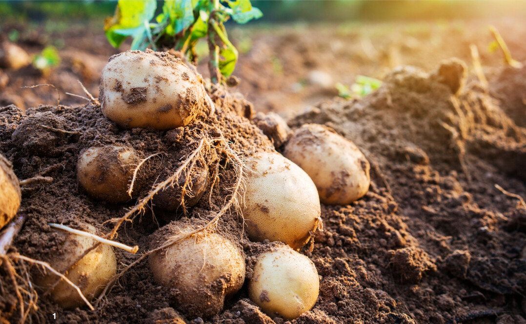 Kartoffeln geh�ren heutzutage zu unserem Speiseplan dazu.