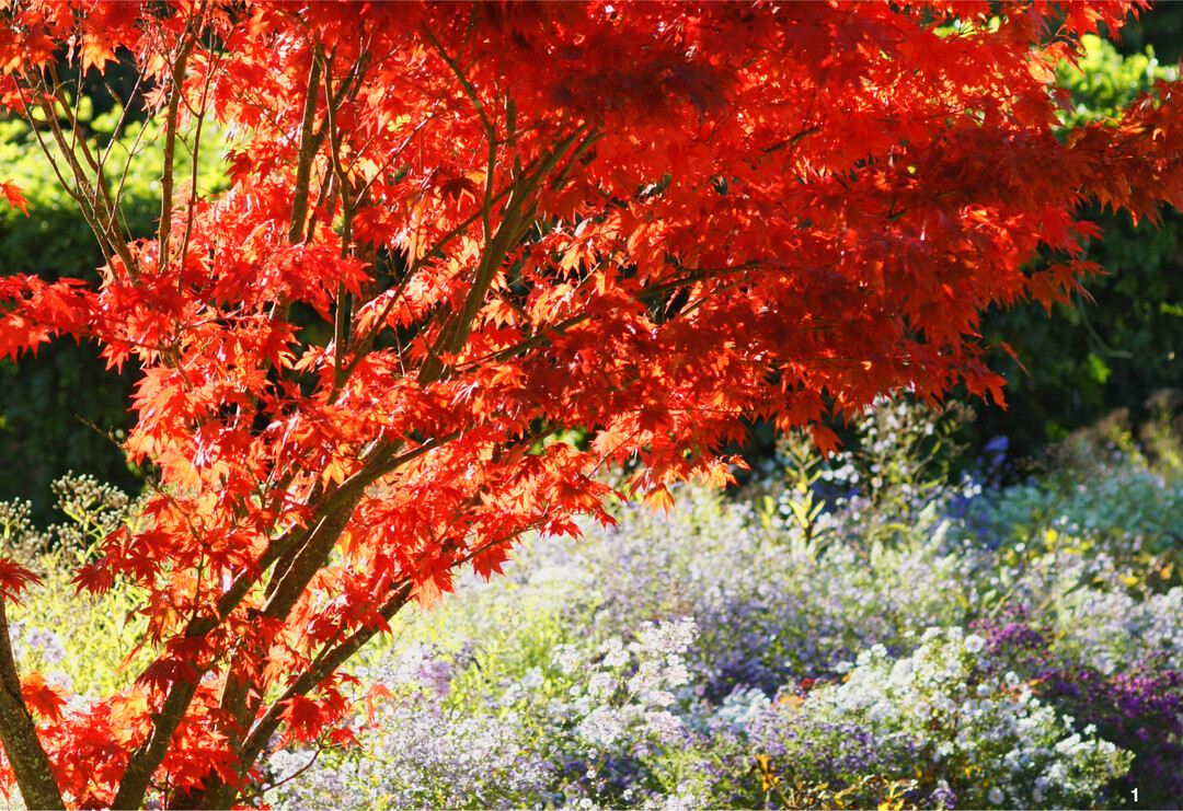 Der F�cher-Ahorn besticht im Garten durch seine Blattform und seine leuchtend-rote Herbstf�rbung.