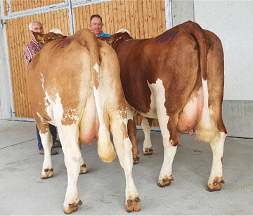 Spitzenduo der Fleckvieh-Jungk�he vom Betrieb Gommel, Ditzingen. Eine Horizont-Tochter (r.), und eine Mogens-Tochter: