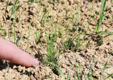 Hier sprie�t Fuchsschwanz zwischen jungen Getreidepflanzen.