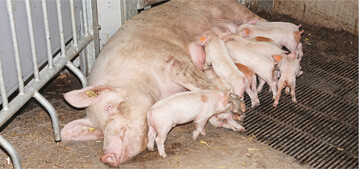 Hohe Milchleistungen mit Rapsextraktionsschrot im Futter f�r s�ugende Sauen sind m�glich.