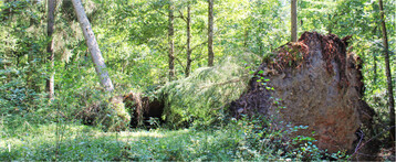 Die Schwierigkeit bei der Sturmholzaufarbeitung besteht darin, dass dieses im begr�nten Zustand schwer auf Spannungsverh�ltnisse einzusch�tzen ist.