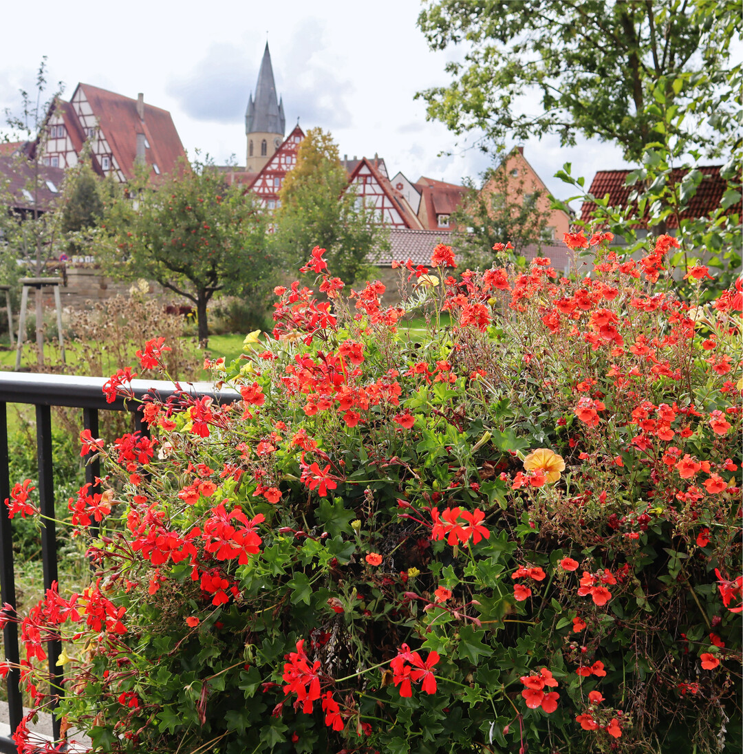 Bl�hendes Eppingen Am ersten Oktoberwochenende schlossen die beiden Landesgartenschauen in Baden-W�rttemberg, Neuenburg in S�dbaden und Eppingen, ihre Pforten. Die Landesgartenschau Eppingen im Herzen des Kraichgaus (Foto) z�hlte in den 136 Tagen fast 400.000 Besucher. Von der Kernzone am Fl�sschen Elsenz entlang er�ffneten sich immer wieder herrliche Ausblicke auf die Stadt und ihre charakteristischen Fachwerkh�user. Der Sommerflor sorgte auch am Ende noch f�r intensive Farbtupfer, w�hrend an den Apfelb�umen die Fr�chte um die Wette leuchteten. Wer den drei Kilometer langen Rundweg gem�tlich anging, konnte g�rtnerisch viel erfahren und gleichzeitig durch die Gassen der kleinen Stadt flanieren. Von Kriegen blieb sie verschont, sodass Fachwerkh�user aus dem 16. und 17. Jahrhundert das Bild pr�gen. Anregungen zu naturnahem G�rtnern und Biodiversit�t kamen auf der Gartenschau nicht zu kurz. Die Eppinger Landfrauen und die Ortsgruppe Eppingen des Bauernverbands Heilbronn-Ludwigsburg lie�en die Besucher an der Landwirtschaft und dem Landleben teilhaben. Doris Ganninger-Hauck
