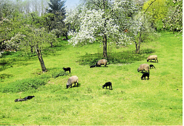 Zur Verwertung von Aufw�chsen in Streuobstbest�nden bietet sich Weidenutzung an. Soll sich der Pflanzenbestand nicht ver�ndern oder gar entarten, muss die Besatzzeit stimmen.