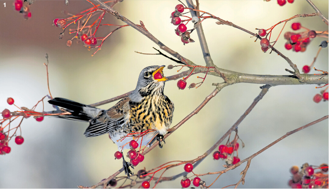 Nahrung in H�lle und F�lle: Wacholderdrosseln ernten die Fr�chte der Eberesche und anderer Str�ucher.