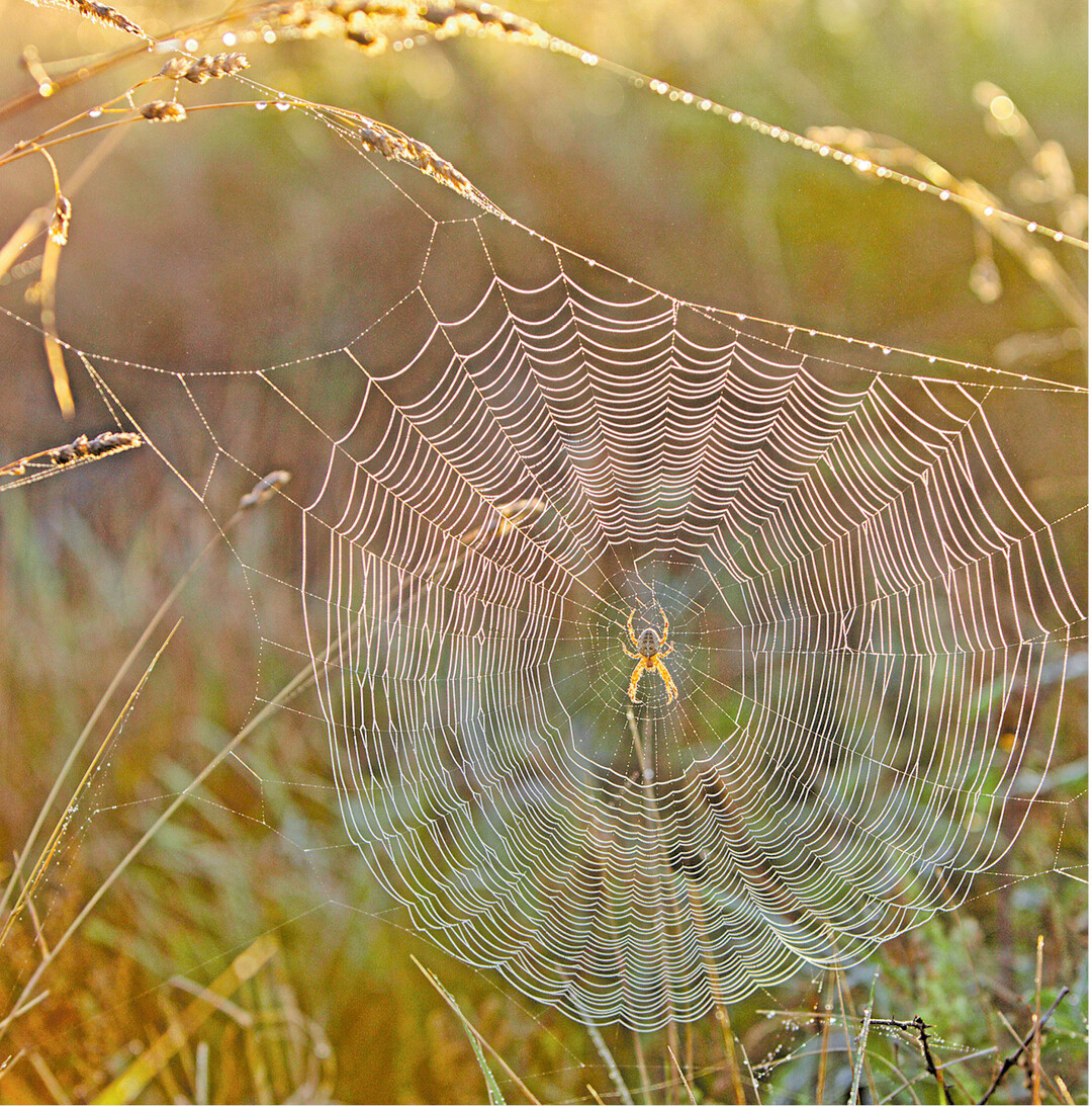 bild der woche Das seidig schimmernde Radnetz einer Spinne ist an den Rahmenf�den aufgeh�ngt. Die Speichenf�den werden vom Zentrum nach au�en hin sternenf�rmig aufgespannt. Auf ihnen ordnet die Spinne die Spiral- oder Fangf�den kreisf�rmig an und behaftet sie mit Leimtr�pfchen. Fliegt ein Insekt aufs Netz, bleibt es kleben. Durch seine Befreiungsversuche verwickelt es sich noch mehr in den F�den. Jetzt hat die Spinne leichtes Spiel. Sie spinnt die Beute vollends ein und saugt sie aus.