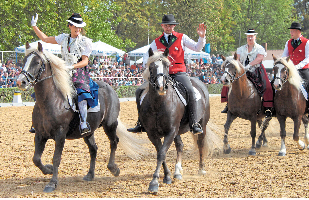 Zu den H�hepunkten des Hauptfestes geh�rt das bunte Schauprogramm am Tag des Pferdes. Die Azubis des Haupt- und Landgest�ts zeigten mit Schwarzw�lder Kaltbluthengsten einen B�ndertanz.