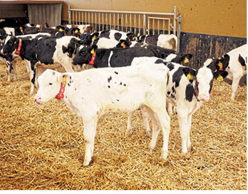 Der Export von Holstein-K�lbern nach Spanien ist eingebrochen. Viehh�ndler und Bauern fordern klare Regelungen, wie es f�r Langstrecken-Transporte weitergehen soll.