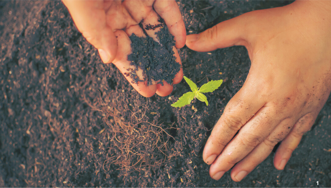 Faserhanf hinterl�sst im Boden N�hrstoffe f�r die Folgekultur.